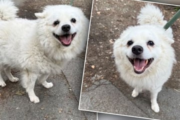 Tierretter sicher, dass dieser flauschige Hund vermisst wird: Doch dann kommt alles anders