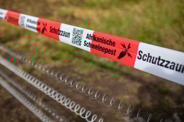 Nach Fall von Schweinepest: Plötzlich weitere tote Wildschweine entdeckt