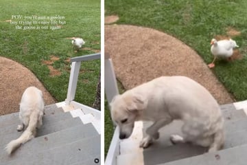 Golden retriever sent packing by angry goose in hilarious viral video