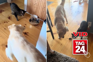viral videos: Viral Video of the Day for June 30, 2024: Dog and cat are no match for household mouse intruder!