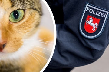 Katze enthauptet! Polizei ermittelt wegen Tierquälerei