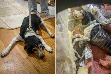 Rescuers rush into action after dog falls through open floor vent