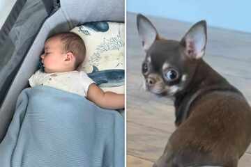 Chihuahua comes up with clever idea to sneak in more quality time with baby brother