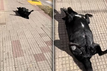 Mann eilt zu Hund, der seltsam auf Straße liegt: Als er näher kommt, wird ihm alles klar