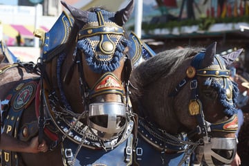 Seniorin stirbt nach Unfall mit Pferd auf Oktoberfest