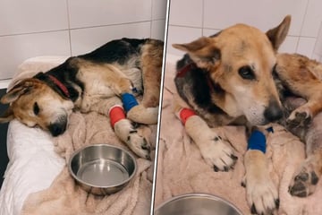 Besitzer lassen Hund verwahrlosen: Tania kann zum Schluss kaum mehr laufen