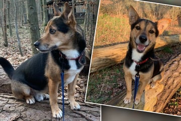 Was muss dieser Hund erlebt haben? Kleiner Mischling erträgt kaum Nähe