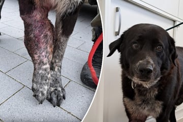 Tragisches Schicksal: Besitzerin lässt Hund mit riesigem Tumor nicht behandeln