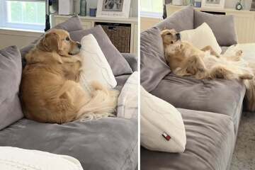 Golden Retriever gives up favorite spot on the couch for this adorable reason!