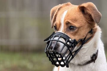 Alles andere als ein Anfängerhund: Wer gibt "Terror-Mischling" Ted eine Chance?