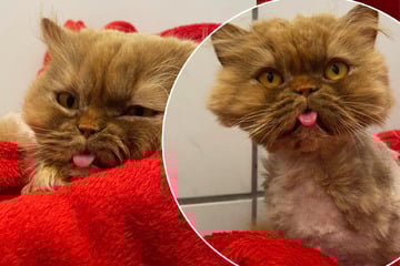 Sanfte Ginger musste viel durchmachen, jetzt hofft sie auf ein schönes Katzenleben
