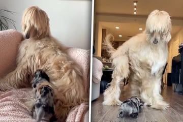 Zwergdackel und Hund treffen aufeinander: Was dann passiert, löst Gelächter aus