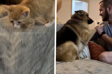 Kitten leaves German shepherd "actually terrified" in hilarious first meeting