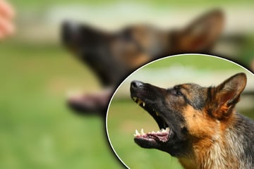 Schäferhund greift Seniorin an und lässt nicht mehr ab: Frau verliert Zahn durch Hundebisse