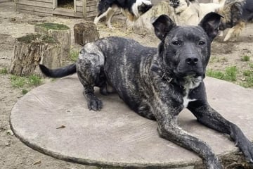 Seppel hat Furchtbares erlebt: Wer schenkt dem Hund ein besseres Leben?