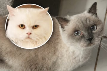 Happy End für Avie und Cookie? Zwei Schicksale, eine Sehnsucht