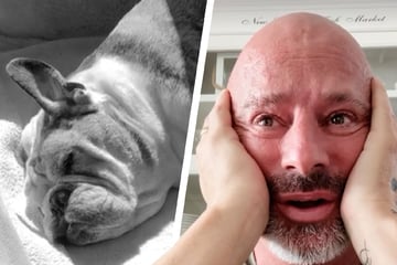 TV-Star Detlef Steves trauert um Bulldogge Kai-Uwe: "Es ist wirklich scheiße alles!"
