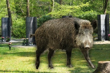 Friedhofs-Rätsel in Stahnsdorf: Wer lockt Wildschweine zu den Gräbern?
