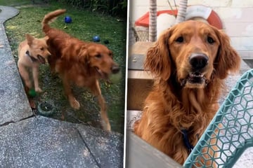 Golden Retriever wird mit Welpe konfrontiert: Reaktion hat es in sich