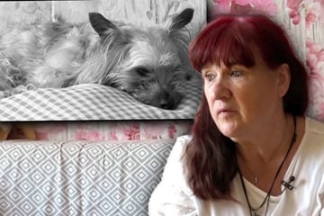 Bärbel lässt Hund einschläfern: "Er hat sich gar nicht mehr gewehrt"