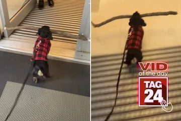 Viral Video of the Day for December 6, 2025: Determined dog struggles hilariously with oversized stick