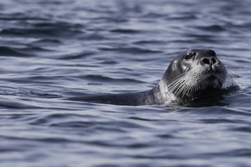 New "red list" of endangered species spells trouble for seals and birds