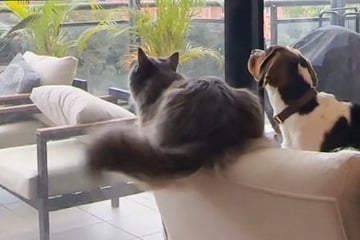 Dog who was "raised by a cat" delights TikTok with his unusual behavior!