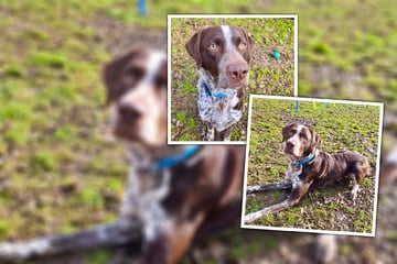 Ein liebenswerter Tollpatsch: Jagdhund Eddy sucht einen Sportsfreund
