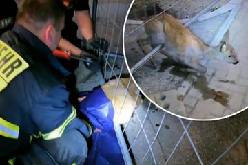 Reh in Bauzaun verfangen: Zuerst greift die Feuerwehr zur Decke
