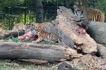 Tigerbabys haben endlich Namen: So heißen Stormis Kätzchen