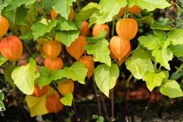 Wie kann ich Physalis überwintern?