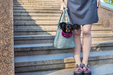 10 Praktische Hundetragetaschen für kleine Hunde