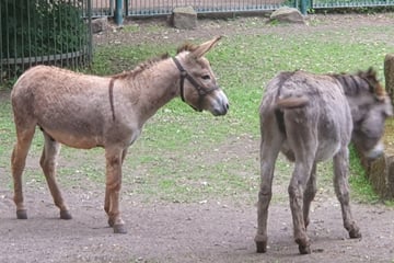 Stattlicher Hengst soll Babys machen: Bei Herbert und seinen Mädels "geht es schon mal sehr ruppig zu"