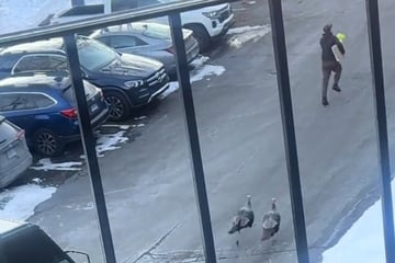 Truthahn-Terror: Paketbote rennt vor aggressiven Vögeln davon