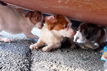 Frau versucht, drei kleine Hunde unter Müllcontainer zu retten: "Mir fehlen ehrlich die Worte"