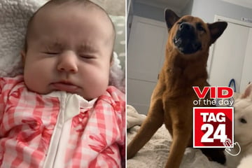 Viral Video of the Day for January 26, 2025: Baby and dog wind up in adorable sneeze chain!