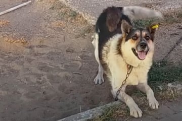 Frau findet angeketteten Hund: Doch etwas stimmt hier nicht