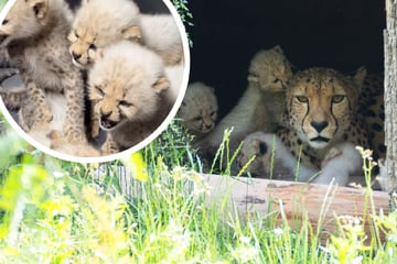 Zuckersüß: Geparden-Babys in Stuttgart tapsen erstmals in Gehege umher