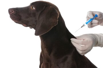 Dog vaccinations: What vaccines are available and how much do they cost?