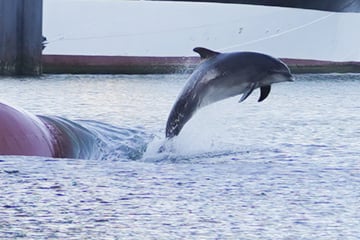 Delfin lockt zahlreiche Touristen an bekannten Ostsee-Ort