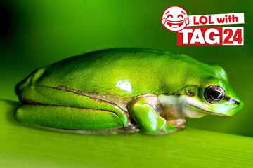 Joke of the Day for September 10, 2025: A frog funny to make you leap with laughs
