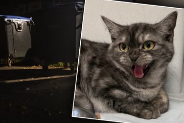Katzen-Drama nach Feierabend: Tierheim-Mitarbeiterin rettet Samtpfoten vor größter Gefahr