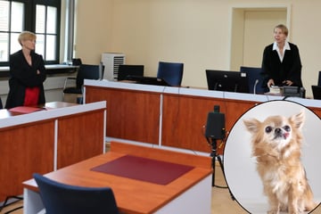 Tierquälerei-Skandal in Leipzig: Chihuahua wird misshandelt, bis Augen platzen