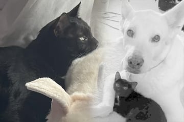 Was Katze nach Tod von Hunde-Kumpel macht, zerreißt ihrer Familie das Herz