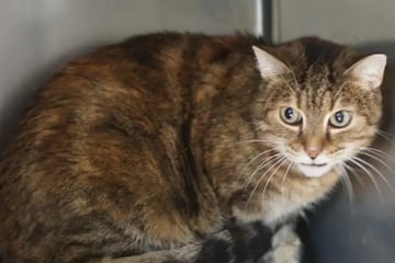 Sensible Katze sucht ruhiges Zuhause: Wer hat ein Herz für Marlies?