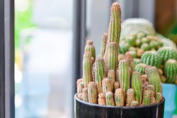 Hilfe, mein Kaktus wird braun! Ursachen und Behandlungstipps