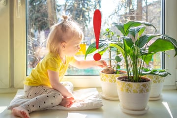 Diese giftigen Pflanzen gehören nicht in die Nähe von Kindern