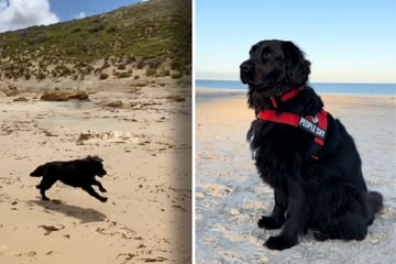 Hunde seit einem Jahr getrennt: Als sie sich plötzlich am Strand treffen, sorgt das für pures Glück