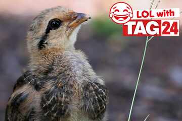 Joke of the Night for March 22, 2026: Flying with funny