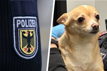 Happy End für Bella! Entlaufende Hündin taucht in den Armen eines gesuchten Straftäters auf